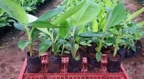 Fine Quality Banana Plants