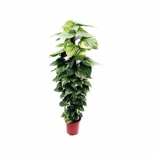 Fine Sheen Money Plant