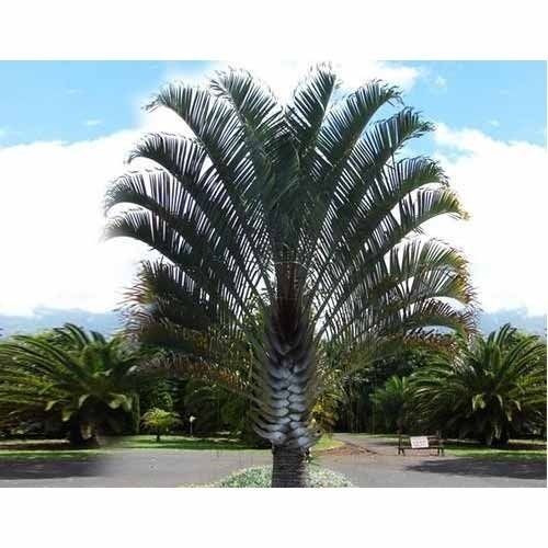 Low Price Palms Plants