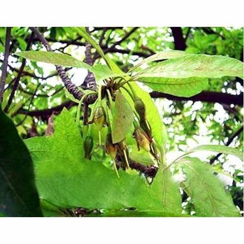 Mahua Flower