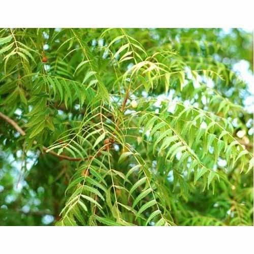 Neem Tree