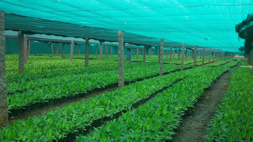 Organic Green Banana Plant