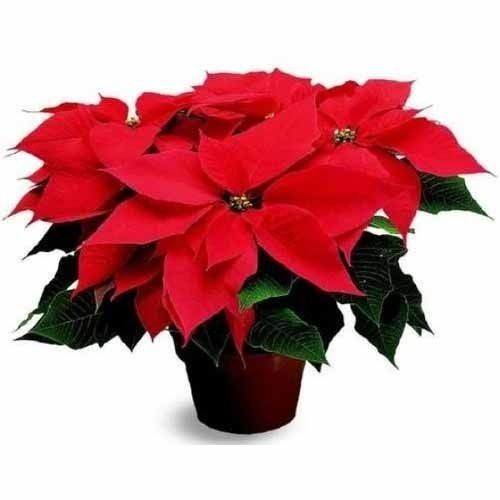 Poinsettia Plant