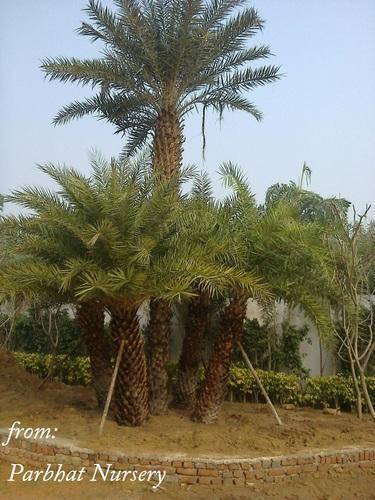 Date Palm Trees