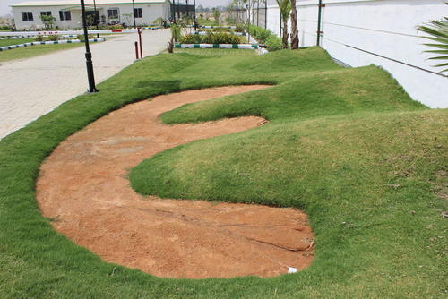 Lawn Development Services By Parbhat Nursery