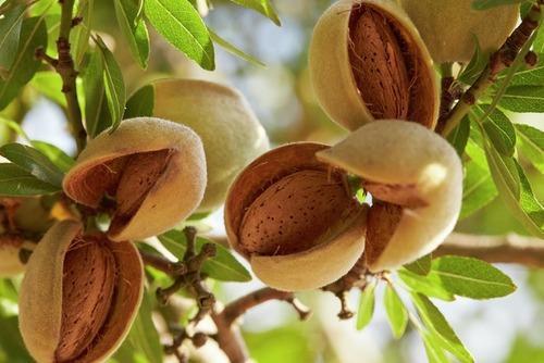 Low Price Almond Plant