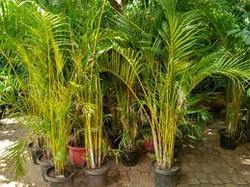 Low Price Areca Palm