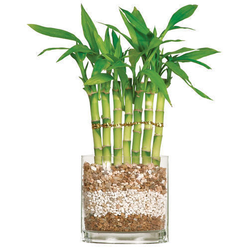 Low Price Lucky Bamboo