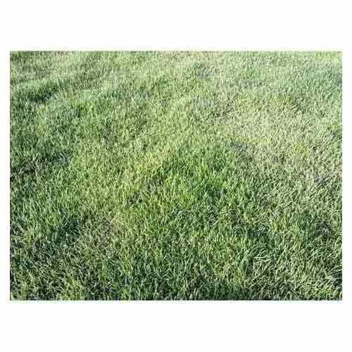 Low Price Mexican Grass