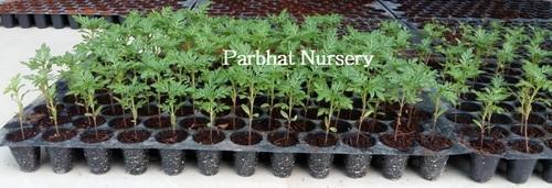 Seedlings Tray 