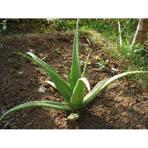 Aloe Vera Plant