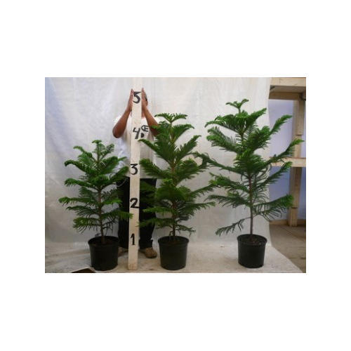 Araucaria Plant 