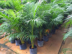 Areca Palm Tree