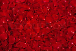 Rose Petals 