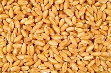Fresh Organic Wheat Grain
