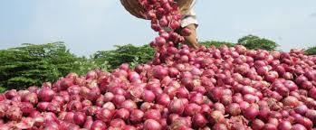 Organic Fresh Red Onion