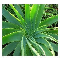 Aloe Vera Herbs Plantation Services