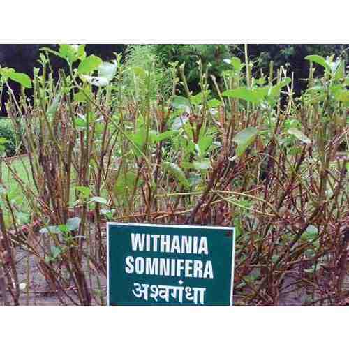 Ashwagandha Herbs Plantation Services
