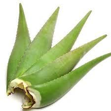 Barbara Denis Millar Edible Quality Aloe Vera Plant