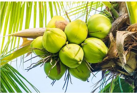 Fresh And Green Tender Coconuts