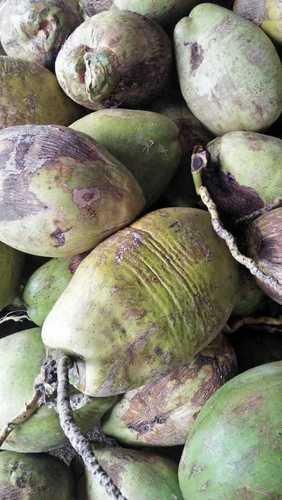 ताजा और कोमल हरा नारियल