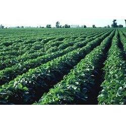 Horticulture Farming Consultancy Services
