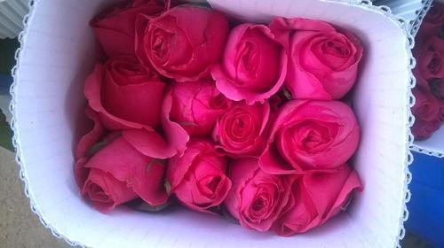 Shakira Rose Flowers