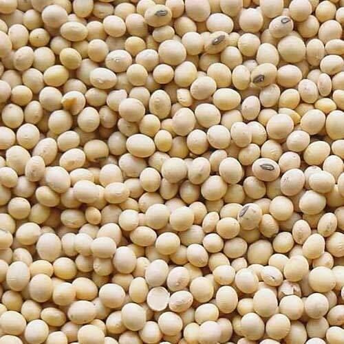 Export Quality Soya Beans