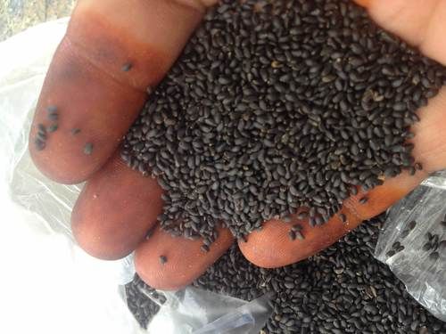 High Grade Basil Seeds (Sabja)