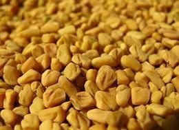 High Grade Fenugreek Seed Admixture (%): 0.5%