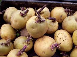 Top Quality Radical Potato Seeds