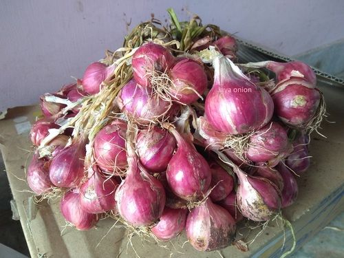 Fresh Onion