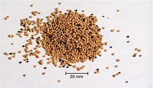 High Quality Yellow Mustard Seed