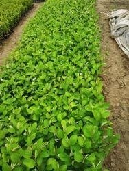 Organic Apple Ber Plants
