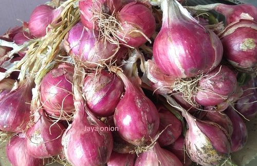 Red Onion