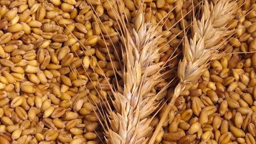 High Quality Grains Wheat