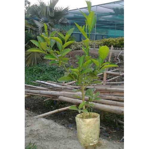 Fresh Thai Lemon Plant