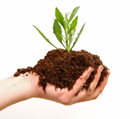 Vermi Compost (Organic Fertilizer)