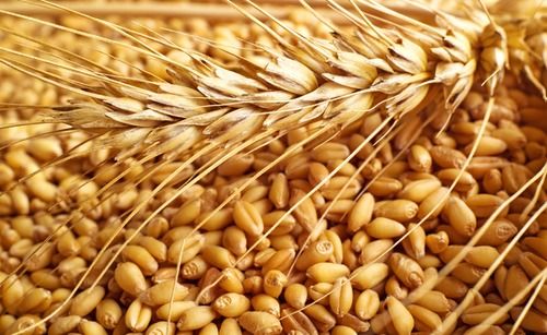 High Quality Wheat Grains
