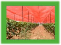 Sunsafe Agriculture Shade Net