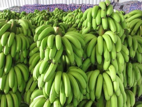 Fresh Organic Cavendish Banana