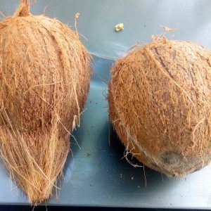 Fresh Semi Husked Coconut