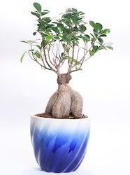 Fresh Natural Bonsai Plant