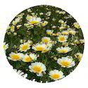 Natural Chrysanthemum Flowering Plant