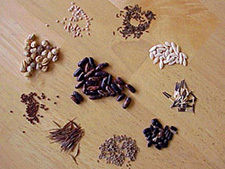 Fine Quality Flower Seed