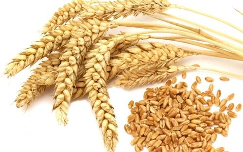 Indian Wheat Grain