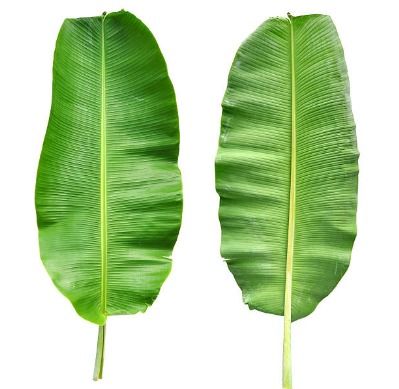 Long Shelf Life Banana Leaf