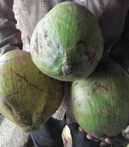 Fresh And Tender Green Coconut 