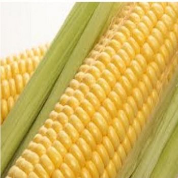 Delectable Taste Yellow Corn