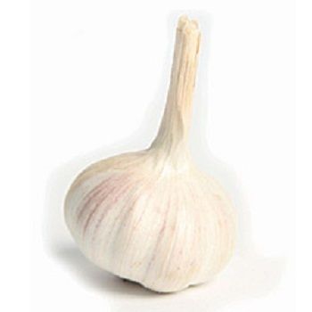 Rich Flavor Fresh Garlic